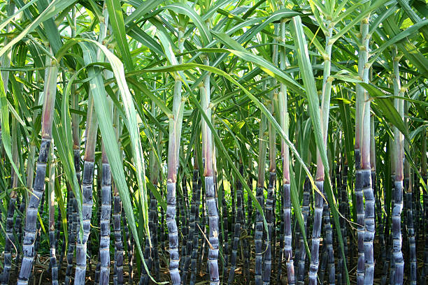 Sugar Fields. Sugar Fields.
